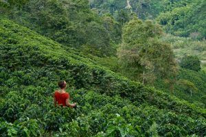 "...Pa' que en el conuco no se sufra tanto Ojalá que llueva café en el campo..." 🎶 🎵 Hemos tenido esta canción en la cabeza casi todos los días por aquí. Plantaciones de café, Hacienda Venecia, Manizales