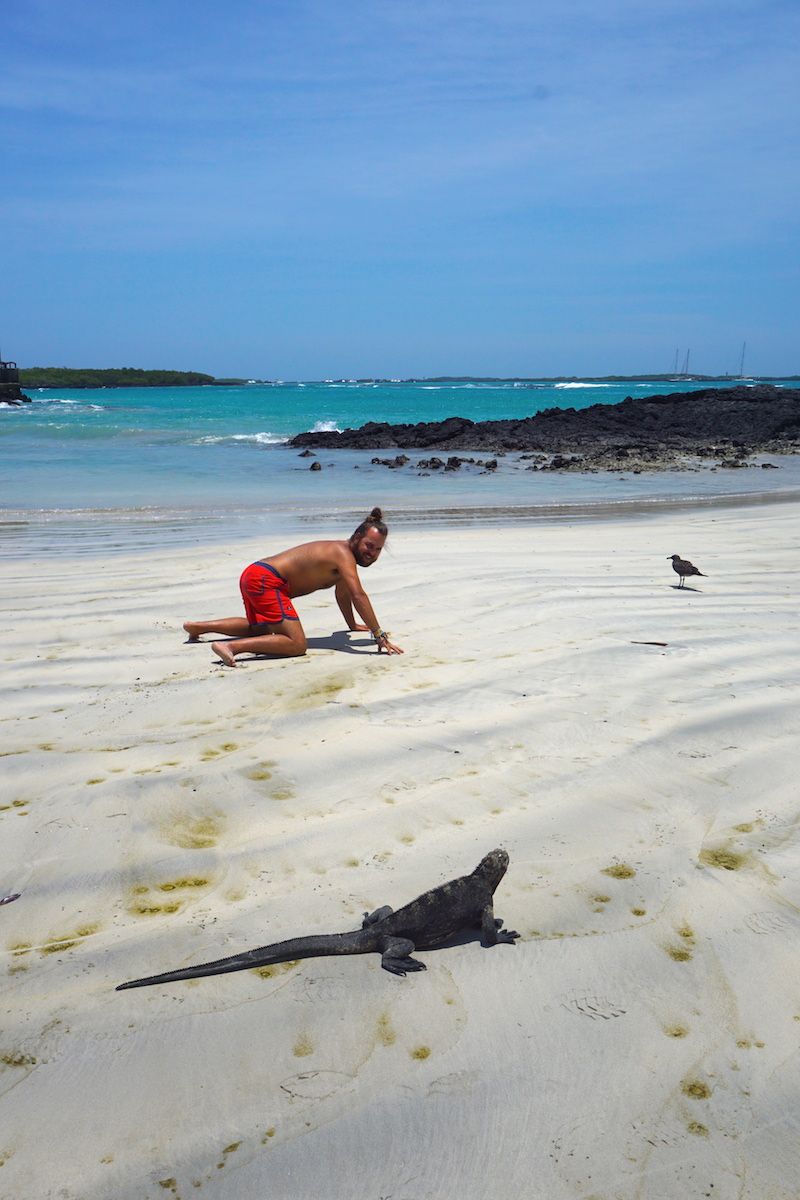 Carrera entre iguana y Chris en Isabela. Ganó la iguana por cierto...