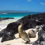 Lobos marinos tostándose al sol en una de las playas más bellas que vimos en nuestra vida, Cerro Brujo.
