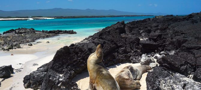 Lobos marinos tostándose al sol en una de las playas más bellas que vimos en nuestra vida, Cerro Brujo.