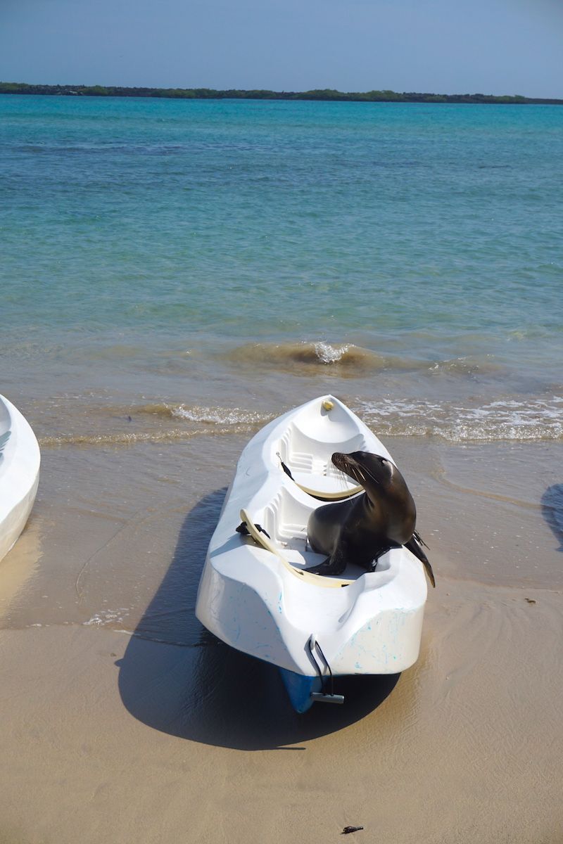 "¿Puedo ir en el kayak contigo? ¿Puedo ir en el kayak contigo? ¿Puedo ir en el kayak contigo? ¡Porfa Porfa Porfa!"