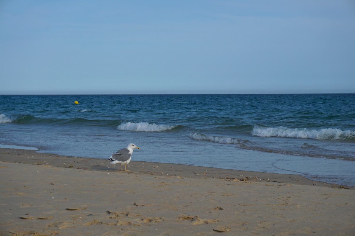 Gaviota en la playa de Cabanas