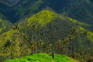 Tochecito (Finca La Carbonera): cómo llegar y qué ver en el lugar con mayor concentración de palmas de cera de Colombia y del mundo