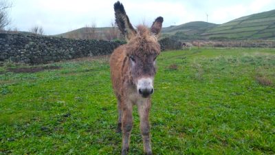 Qué ver en Graciosa (Azores) en 1, 2 o 3 días: la guía completa de una ...