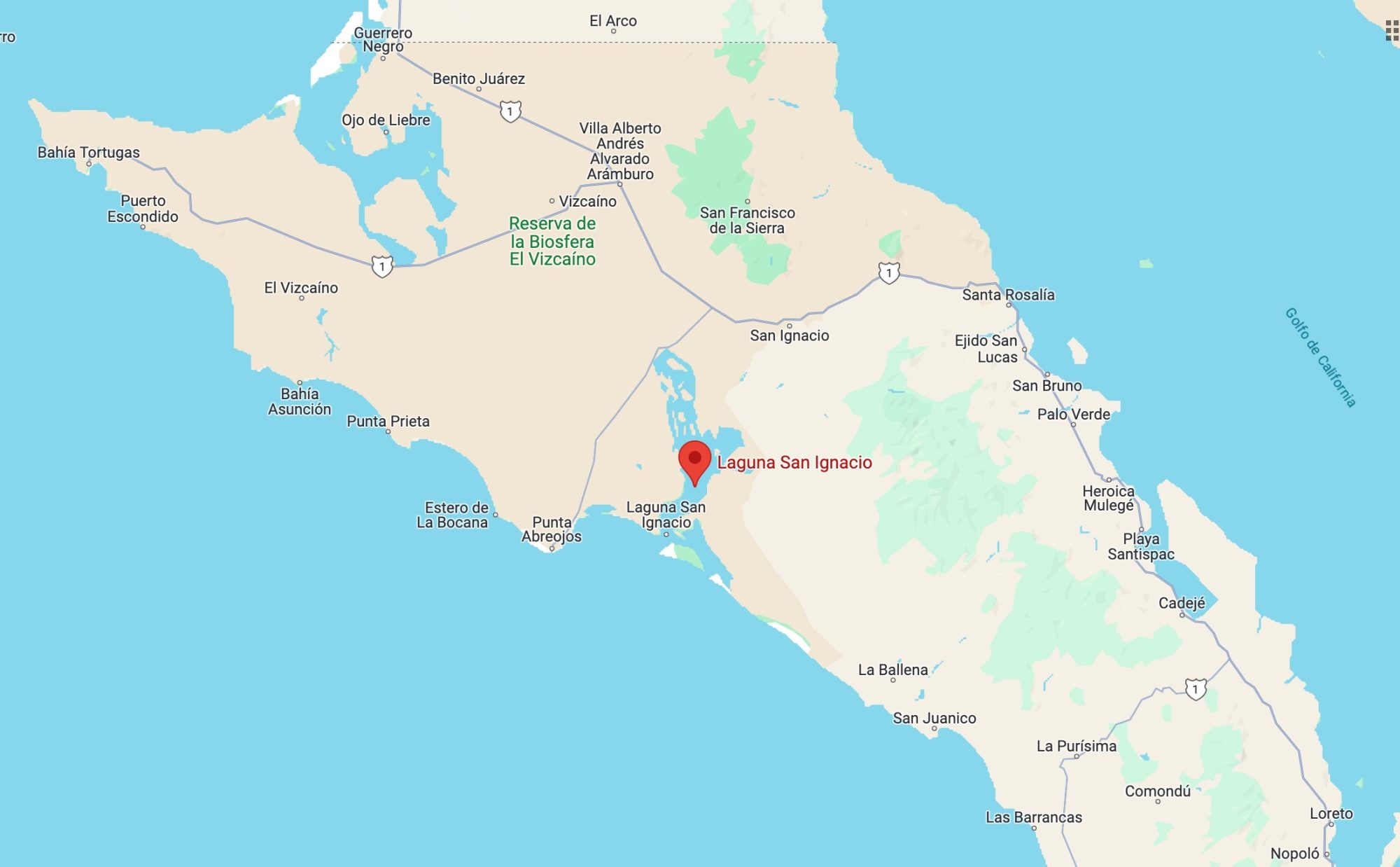 Avistamiento de Ballenas grises en Laguna San Ignacio (Baja California ...